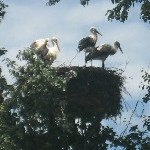 IMG_0923.jpg