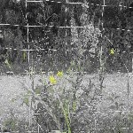 IMG_0996.jpg