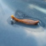 IMG_0999.jpg