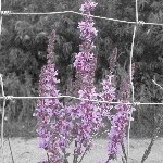 IMG_1002.jpg