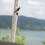 IMG_1024.jpg