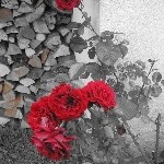 IMG_1032.jpg