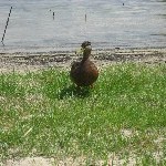 IMG_1080.jpg