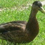 IMG_1083.jpg