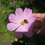 IMG_1117.jpg