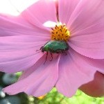 IMG_1118.jpg