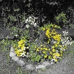 IMG_1135.jpg