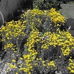 IMG_1136.jpg