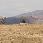 IMG_8123.jpg