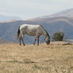 IMG_8126.jpg