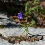 DSC_0261.jpg