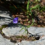 DSC_0262.jpg