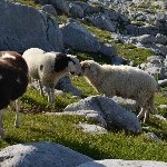 DSC_0296.jpg