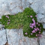 DSC_0349.jpg
