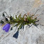 DSC_0350.jpg