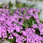 DSC_0368.jpg