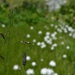 DSC_0382.jpg