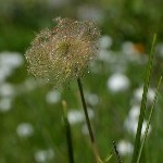 DSC_0389.jpg