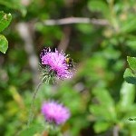 DSC_0395.jpg
