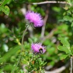 DSC_0397.jpg