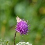 DSC_0402.jpg