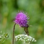 DSC_0404.jpg